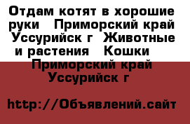 Отдам котят в хорошие руки - Приморский край, Уссурийск г. Животные и растения » Кошки   . Приморский край,Уссурийск г.